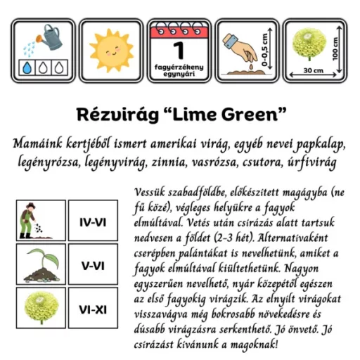 Rézvirág Super Yoga Lime green – Palántázás