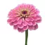 Rézvirág Super Yoga rose – Palántázás