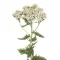 Közönséges cickafark 10g (Achillea millefolium)