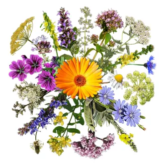   HÖRBI 3.0 20 magyar és európai gyógy- és fűszernövény 5 gramm