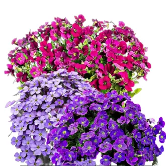 Pázsitviola Mix (Aubrieta hybrida Mix) (vetőmag) – Palántázás