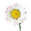 Százszorszép 0,5g (Bellis perennis) – Palántázás