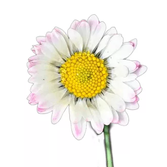 Szazszorszep-5g-Bellis-perennis