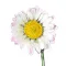 Százszorszép 5g (Bellis perennis) 