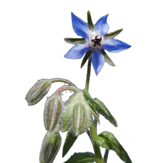 Borágó (Borago officinalis) (vetőmag) – Palántázás