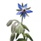 Borágó (Borago officinalis) (vetőmag) – Palántázás