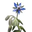 Borágó (Borago officinalis) (vetőmag) – Palántázás