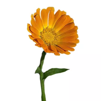 Körömvirág 2g (Calendula officinalis Balls Orange) – Palántázás