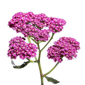   Közönséges cickafark Cherry (Achillea millefolium "Cherry")