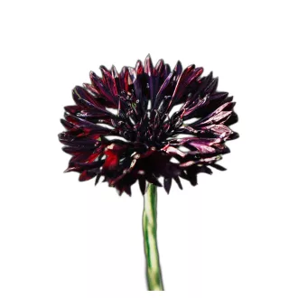 Búzavirág Black Boy (Centaurea cyanus Black Boy) (vetőmag) – Palántázás