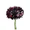 Búzavirág Black Boy (Centaurea cyanus Black Boy) (vetőmag) – Palántázás
