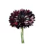 Búzavirág Black Boy (Centaurea cyanus Black Boy) (vetőmag) – Palántázás