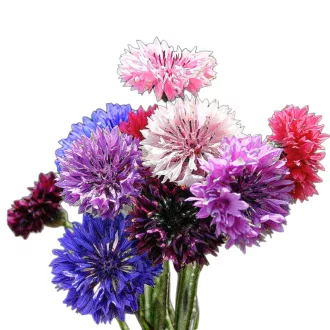 Búzavirág Double Mix 2g (Centaurea cyanus double mix) 