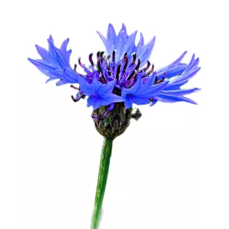 Búzavirág vad 2g (Centaurea cyanus vad) 