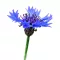 Búzavirág vad 2g (Centaurea cyanus vad) 