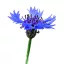 Búzavirág vad 10g (Centaurea cyanus vad) – Palántázás