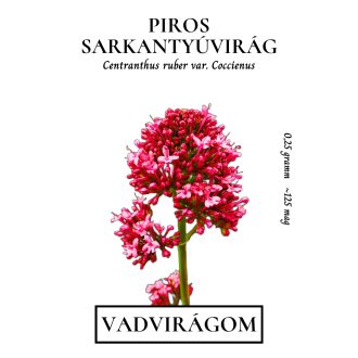 Piros sarkantyúvirág – Palántázás