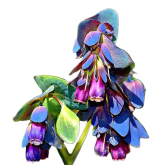 Szeplőlapu (Cerinthe major purpurascens) (vetőmag) – Palántázás