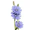 Mezei katáng 1g (Cichorium intybus)