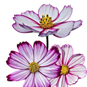   Pillangóvirág Candy Stripe (Cosmos bipinnatus Candy Stripe (Picotee)) 