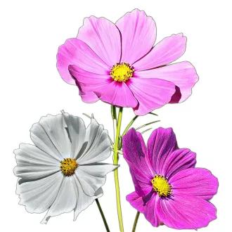   Pillangóvirág Sensation Mix 10g (Cosmos bipinnatus Sensation Mix) 