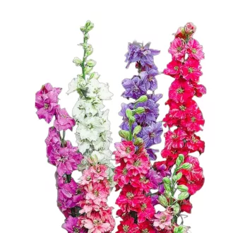  Kerti szarkaláb Hyacinth Mix (Delphinium ajacis Hyacinth Mix) 