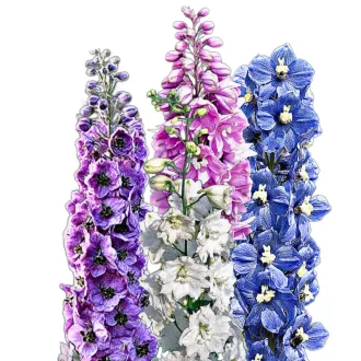   Évelő szarkaláb Pacific mixed (Delphinium x cultorum Pacific mixed)