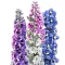 Évelő szarkaláb Pacific mixed (Delphinium x cultorum Pacific mixed)