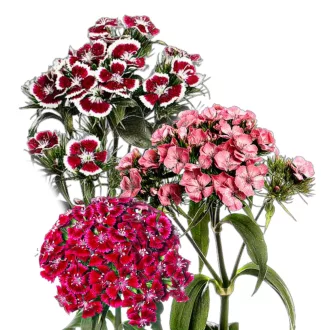 Törökszegfű Mix (Dianthus barbatus MIX) 