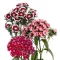 Törökszegfű Mix (Dianthus barbatus MIX) 