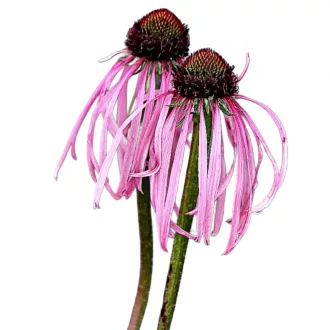 Halvány kasvirág (Echinacea pallida) (vetőmag) – Palántázás