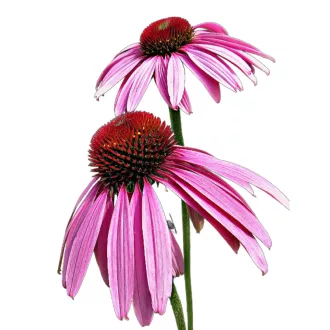 Bibor-kasvirag-Echinacea-purpurea