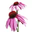 Bibor-kasvirag-Echinacea-purpurea