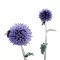 Kék szamárkenyér (Echinops ritro) (vetőmag) – Palántázás