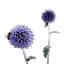 Kék szamárkenyér (Echinops ritro) (vetőmag) – Palántázás