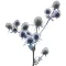 Kék iringó (Eryngium planum) (vetőmag) – Palántázás