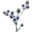 Kék iringó (Eryngium planum) (vetőmag) – Palántázás