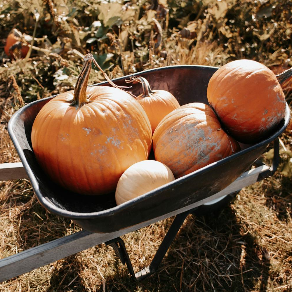 Halloween a kertben – Díszítési ötletek és dekorációk