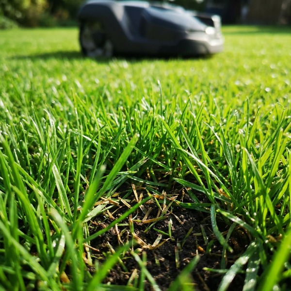 A gyep egészsége és a biodiverzitás – Hogyan hat a napi vágás?