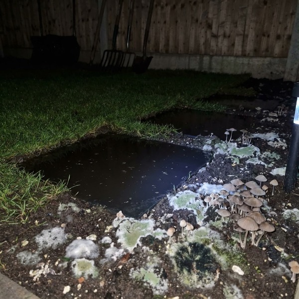 A leggyakoribb öntözési hibák füvesítés után