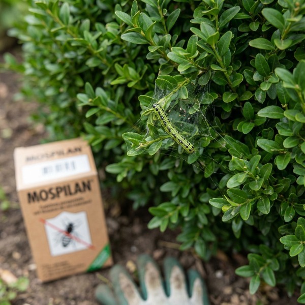 A selyemfényű puszpángmoly elleni védekezés technológiája