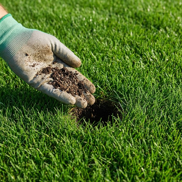 Hogyan javítható a sérült gyepszőnyeg fűmaggal?