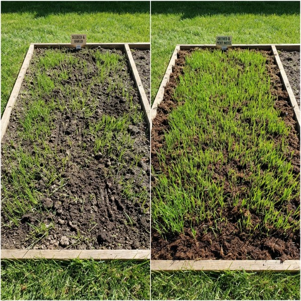 Magtakarás vagy gereblyézés: Melyik módszer hoz szebb gyepet?