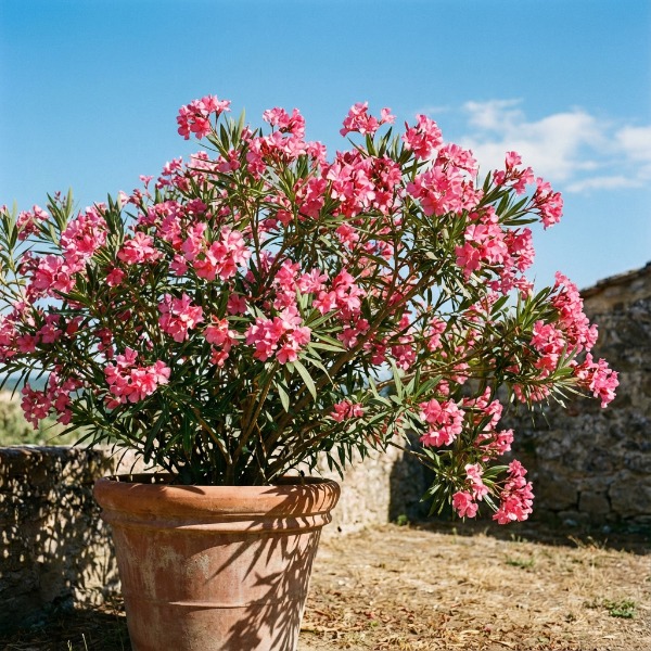 Miért nem virágzik a leanderem? – A virágzásindítás titkai