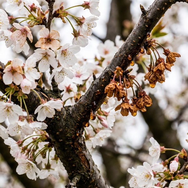 Monília: Miért száradnak el a meggyfa ágai virágzás után?