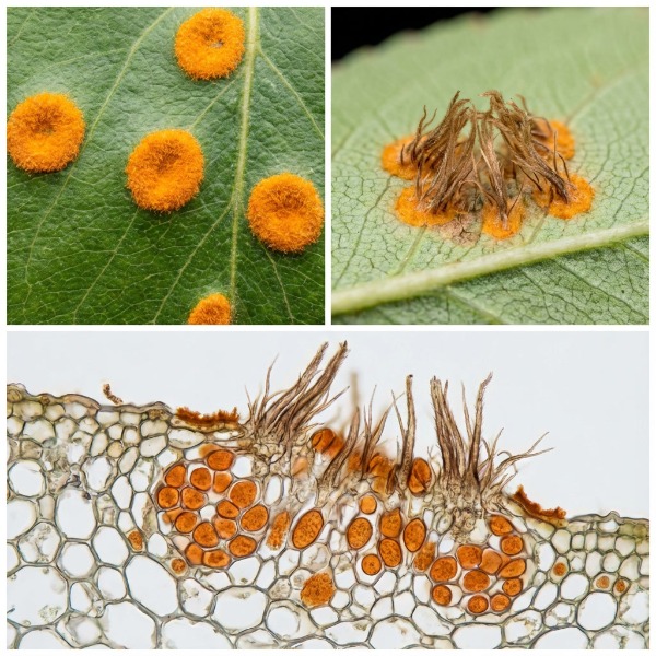 Rozsdagombák: Miért pöttyös a körte és a rózsa levele?