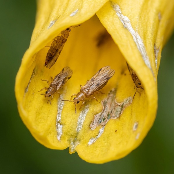 Tripszek a kertben: A láthatatlan szívogatók megállítása