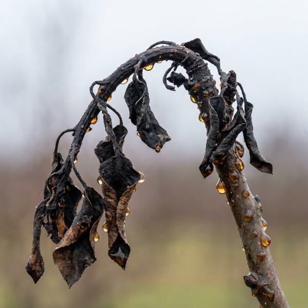 Tűzelhalás: A baktérium, amely "leégeti" a gyümölcsöst