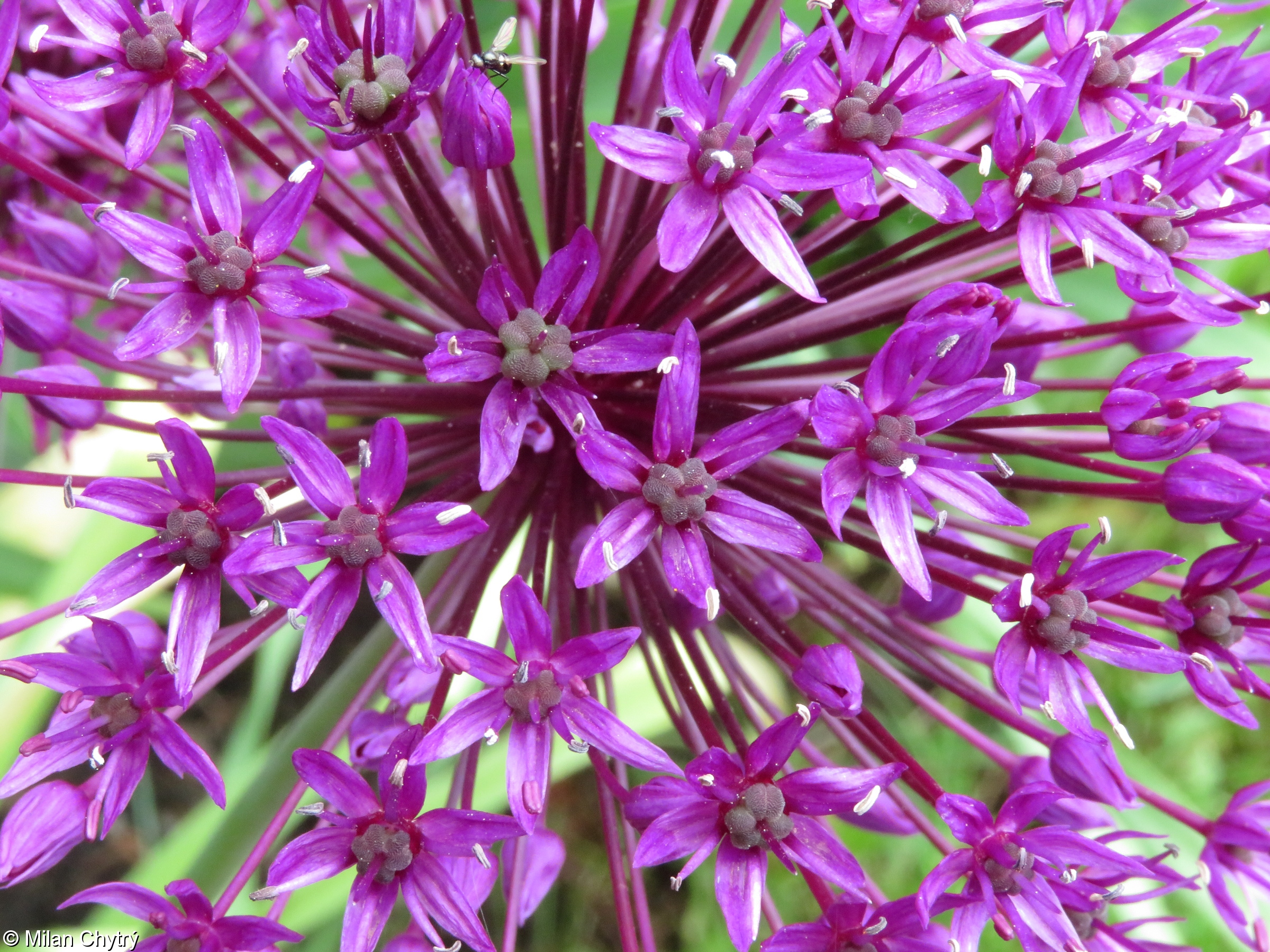 Iráni díszhagyma (Allium aflatuense) a kertben