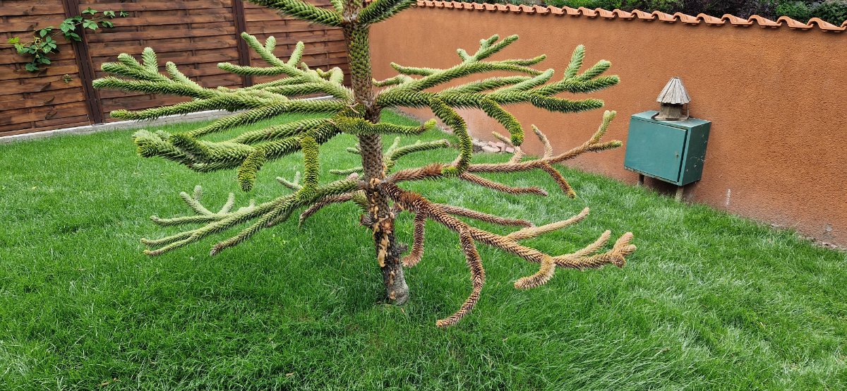 Araucaria alsó ág-elhalás